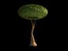 Tree Concept